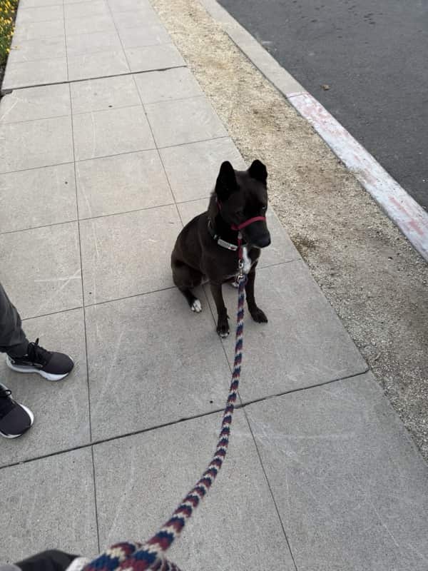 A picture of a black dog named Bowie sitting, taken on April 7 2025 at 6:24 am